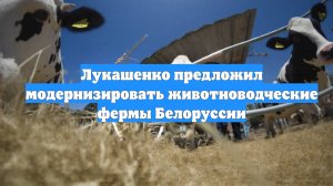 Лукашенко предложил модернизировать животноводческие фермы Белоруссии