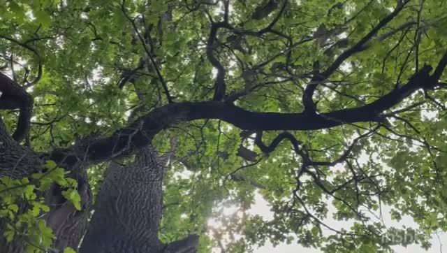 Влог. Волгоград . Меловые пещеры, вековые дубы. смотреть онлайн