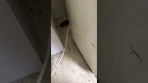 Тараканы Клопы последствие сдачи квартиры