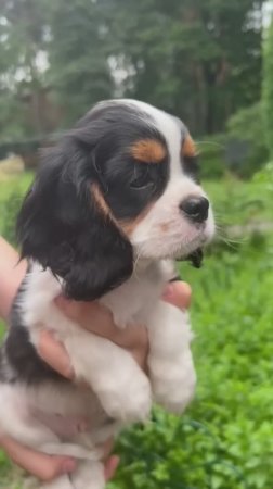 📞+7 916 659-12-28 Щенки Кавалер Кинг Чарльз спаниель 🐶🧿