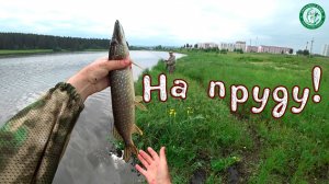 ЧЕСТНО НЕ ОЖИДАЛ ТАКОГО КЛЁВА ЩУКИ В ЭТО ВРЕМЯ! ПАРУ ЧАСОВ СО СПИННИНГОМ НА ПРУДУ, РЫБАЛКА НА УРАЛЕ!