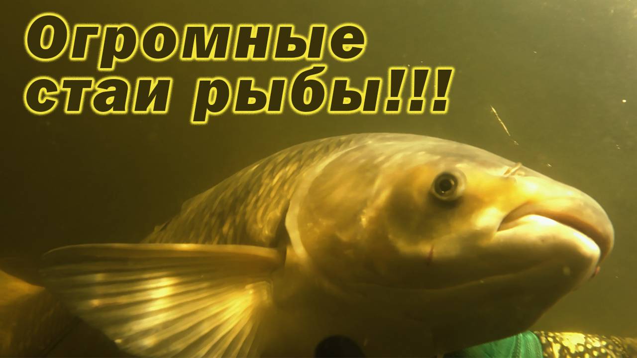 ТАКАЯ ОХОТА ЗАПОМНИТСЯ НАВСЕГДА!!! ОГРОМНАЯ СТАЯ БЕЛОГО АМУРА И ТОЛСТОЛОБИКА!!!