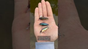 Как начать ловить голавля  #fishing #рыбалка #norstream #new #голавль #jackall #japan #спиннинг