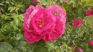 Городской цветник 17 июня