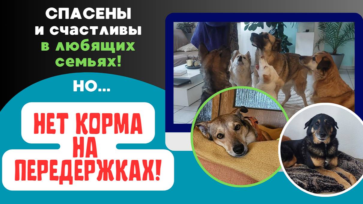 Кому счастье, а кому голод!