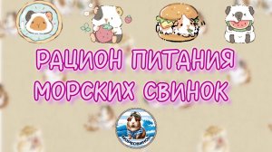 Чем кормить морскую свинку?
