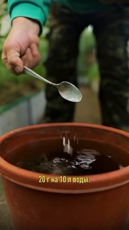 Увидели эти признаки на томатах? Останетесь без урожая, если не сделаете так!