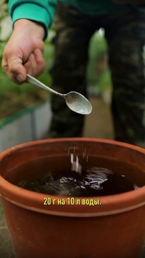 Увидели эти признаки на томатах? Останетесь без урожая, если не сделаете так!
