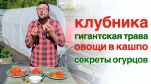 Выбираю сладкую клубнику, идеальные огурцы, овощи в кашпо и гигантская трава 🙄