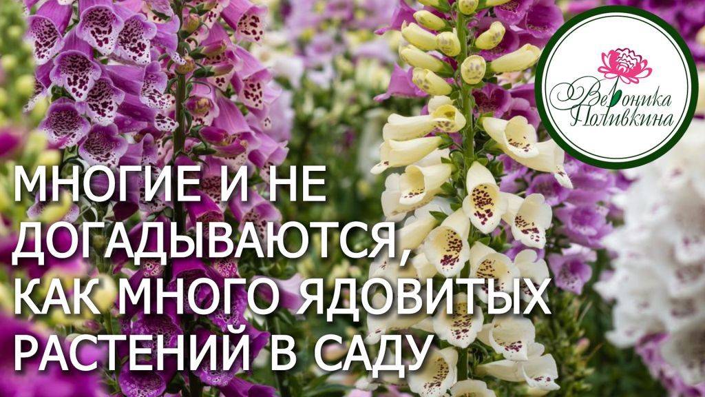 ОСТОРОЖНО! ЯДОВИТЫЕ РАСТЕНИЯ В САДУ