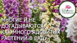 ОСТОРОЖНО! ЯДОВИТЫЕ РАСТЕНИЯ В САДУ