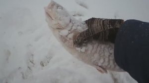 Весенняя рыбалка на ленка. 
Второй день.