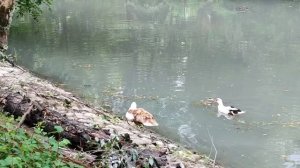 Парк имени Хетагурова 17.06.25.
