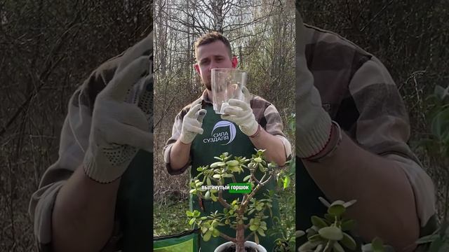 Как правильно подобрать горшок под растения  #сад #огород #комнатныерастения #garden #цветы