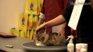 Шоу-груминг кошек. Надежда Румянцева.