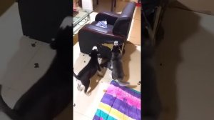 Кто в доме хозяин? Ставь лайк!!!