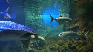 Сочи океанариум