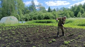 Вместе работаем на огороде.Муж проходит картошку и пропололи лук