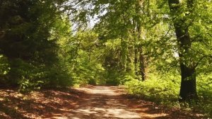 Ты обещанный - Раввид Сейид Мухаммад аль-Хусейни