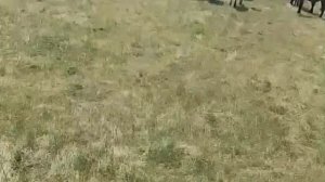 Лошадки