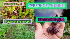 13.08.2024 КАТАРАНСУС НЕ ЦВЕТЁТ!😔КАК СПЯТ КЛОПЫ_!😳ОН🫑НА САМОМ ДЕЛЕ БЕЛЫЙ!🤓