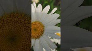 мои ромашки 🌼