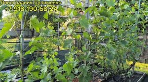 Работа в винограднике в июне!