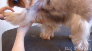 16 стрижем передние лапы,  юбку