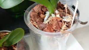 КАК Я ОСТАВИЛА СВОИ ОРХИДЕИ БЕЗ ПОЛИВА НА 14 ДНЕЙ 🌱💖🚀