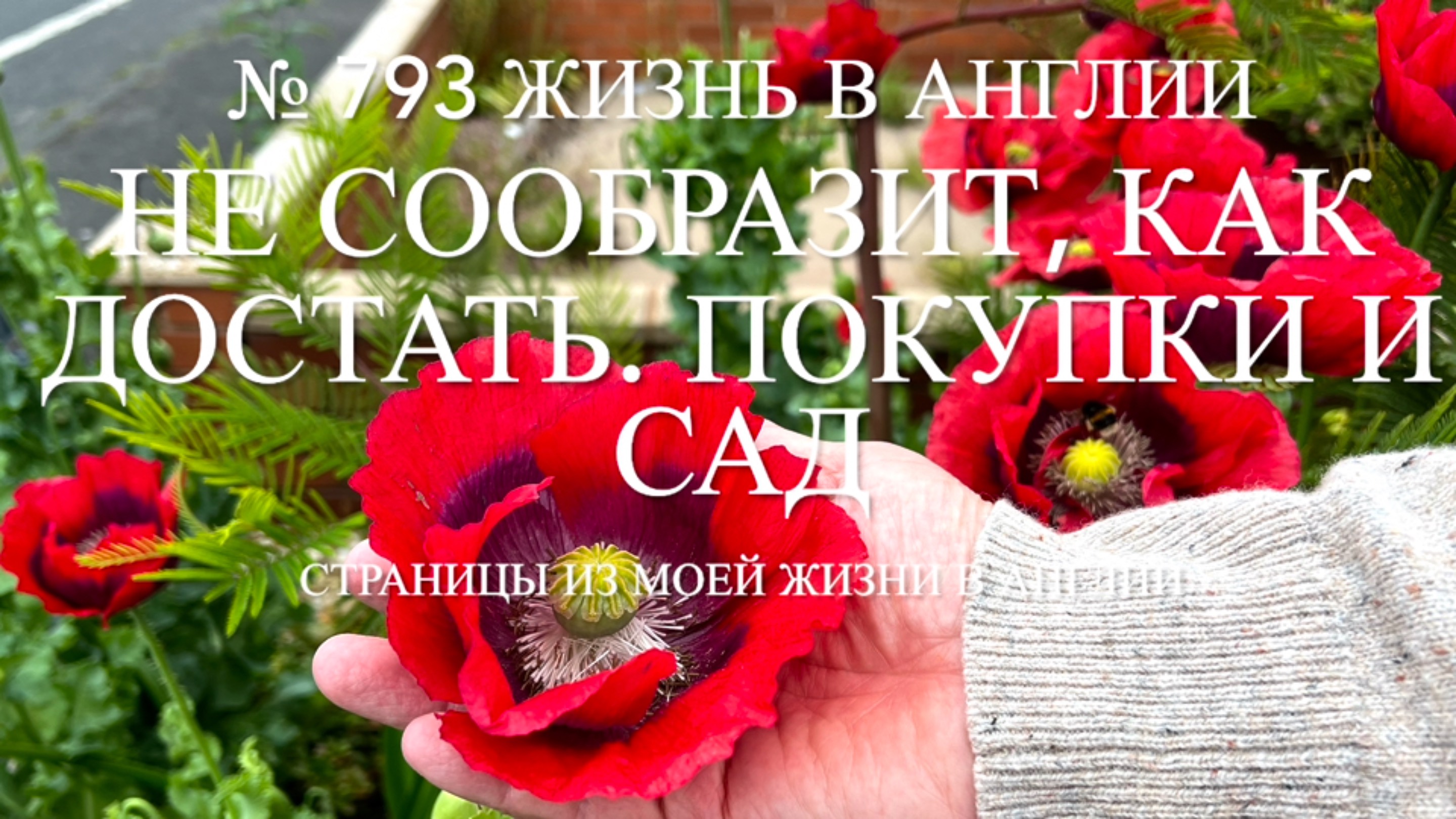 Никак не сообразит, как достать. Распаковка покупок и наш сад. № 793 Жизнь в Англии