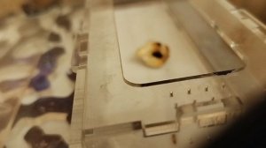 что бы было, если бы я их не пересадил?