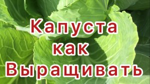Капуста
как растёт
