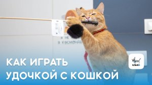 Как играть удочкой с кошкой
