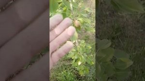 03.06.2025 груша Сергеева ранняя