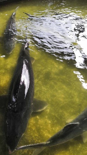 Пополнение белуги в Дону. Бирки для животных. День Донского поля 2025.