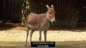 Инфоцыгане 2 серия