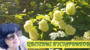 Красивое цветение кустарников в Питере