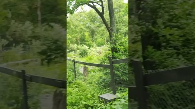 Берёзы падают, парковка растёт: что дальше ждёт этот парк во Владивостоке?