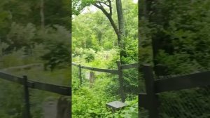 Берёзы падают, парковка растёт: что дальше ждёт этот парк во Владивостоке?