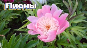 Пионы