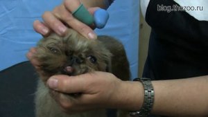 ЛЕКЦИЯ 9. Повторный тримминг брюссельского гриффона