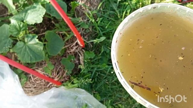 РЕЗУЛЬТАТ ПОСАДКИ ОГУРЦОВ НОВЫМ СПОСОБОМ.ПОСАДИЛ И ЗАБЫЛ.
