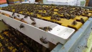 полный отказ от вощины, рамок из дерева - часть 27, ограничиваю яйцекладку пчелиной матки, 17.06.25