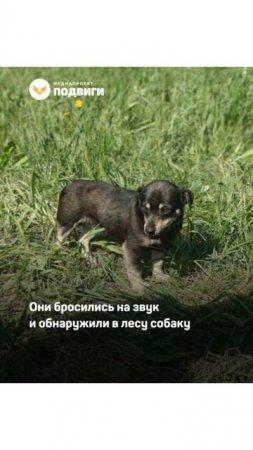 В Новосибирской области собака помогла спасти 72-летнего мужчину, который шесть дней блуждал по лесу