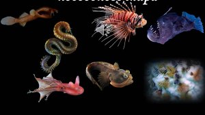 Самые необычные обитатели подводного мира