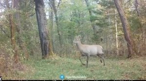 Изюбрь-дискотека: как лесной хулиган устроил шоу перед фотоловушкой