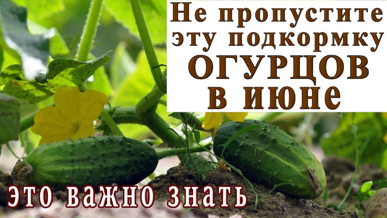Особая июньская подкормка для огурцов, о которой не все знают 👍