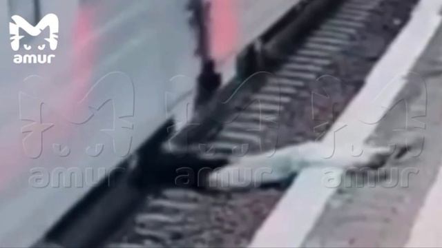 студентке отрезало голову поездом