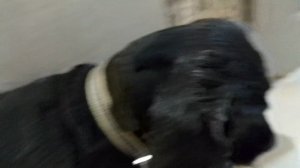 обзорчик животных