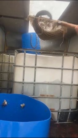 КРХ ТРИФОН
